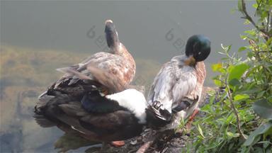 群鸭子鸟水海鸟鹅天鹅鸭科集体被称为水禽涉水水鸟家庭梳理羽毛湿地湖水的边缘动物野生自然背景